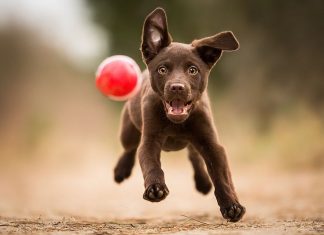 Питание собак: ингредиенты, полезные вещества, рецепты