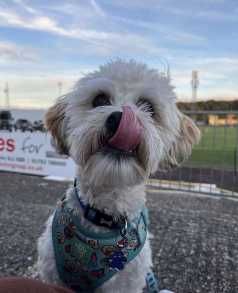 Собаки, песики, щенки – тоже болельщики! Эти лохматые фанаты из нон-лиг принесут нам в ленту чуть-чуть добра