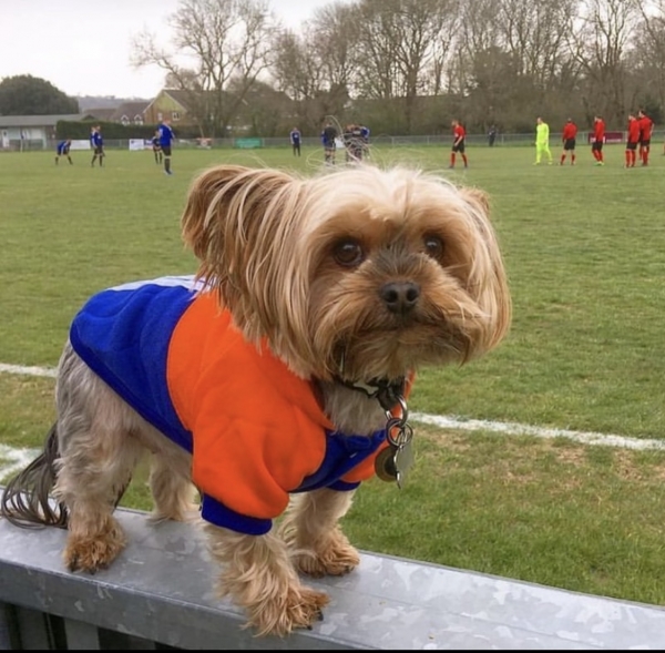Собаки, песики, щенки – тоже болельщики! Эти лохматые фанаты из нон-лиг принесут нам в ленту чуть-чуть добра