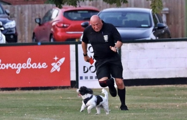 Собаки, песики, щенки – тоже болельщики! Эти лохматые фанаты из нон-лиг принесут нам в ленту чуть-чуть добра