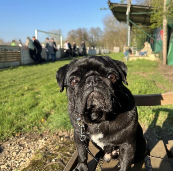 Собаки, песики, щенки – тоже болельщики! Эти лохматые фанаты из нон-лиг принесут нам в ленту чуть-чуть добра