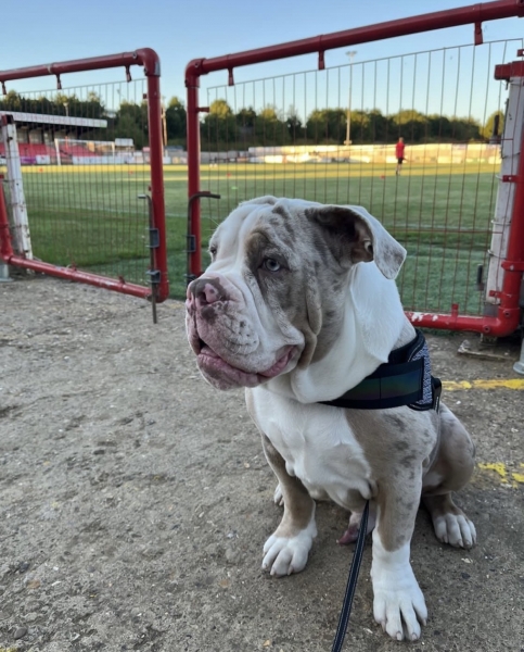 Собаки, песики, щенки – тоже болельщики! Эти лохматые фанаты из нон-лиг принесут нам в ленту чуть-чуть добра