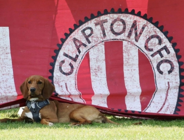 Собаки, песики, щенки – тоже болельщики! Эти лохматые фанаты из нон-лиг принесут нам в ленту чуть-чуть добра