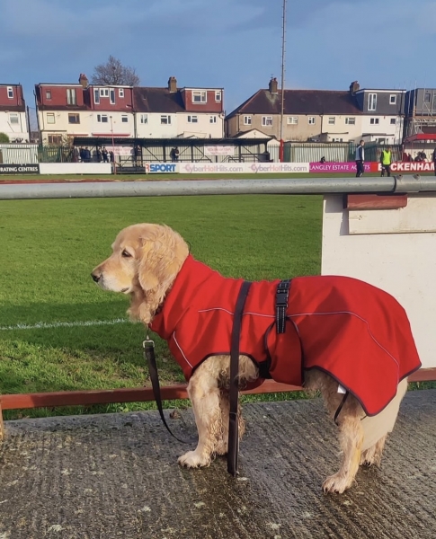 Собаки, песики, щенки – тоже болельщики! Эти лохматые фанаты из нон-лиг принесут нам в ленту чуть-чуть добра