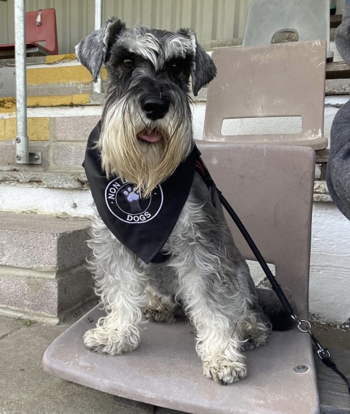 Собаки, песики, щенки – тоже болельщики! Эти лохматые фанаты из нон-лиг принесут нам в ленту чуть-чуть добра