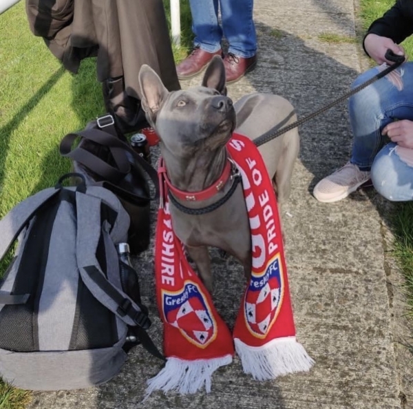 Собаки, песики, щенки – тоже болельщики! Эти лохматые фанаты из нон-лиг принесут нам в ленту чуть-чуть добра