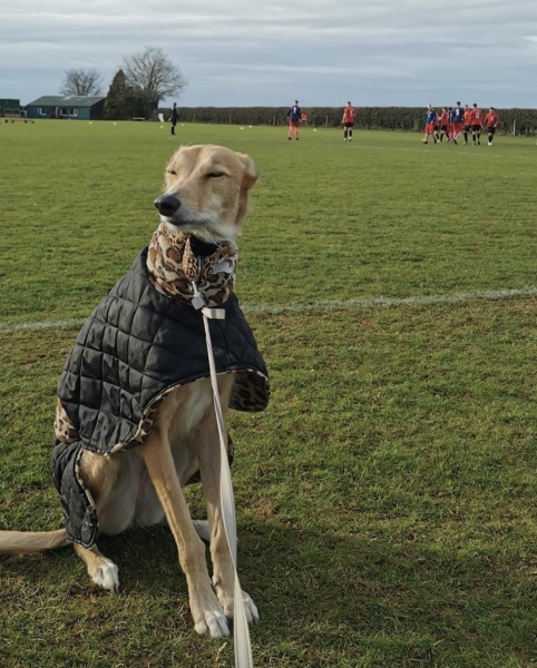 Собаки, песики, щенки – тоже болельщики! Эти лохматые фанаты из нон-лиг принесут нам в ленту чуть-чуть добра