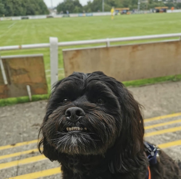 Собаки, песики, щенки – тоже болельщики! Эти лохматые фанаты из нон-лиг принесут нам в ленту чуть-чуть добра