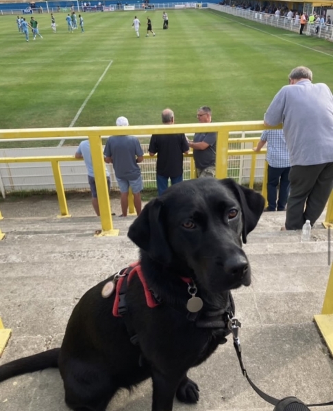 Собаки, песики, щенки – тоже болельщики! Эти лохматые фанаты из нон-лиг принесут нам в ленту чуть-чуть добра