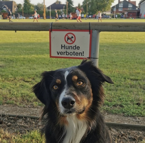 Собаки, песики, щенки – тоже болельщики! Эти лохматые фанаты из нон-лиг принесут нам в ленту чуть-чуть добра