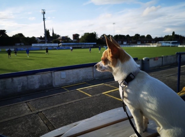 Собаки, песики, щенки – тоже болельщики! Эти лохматые фанаты из нон-лиг принесут нам в ленту чуть-чуть добра