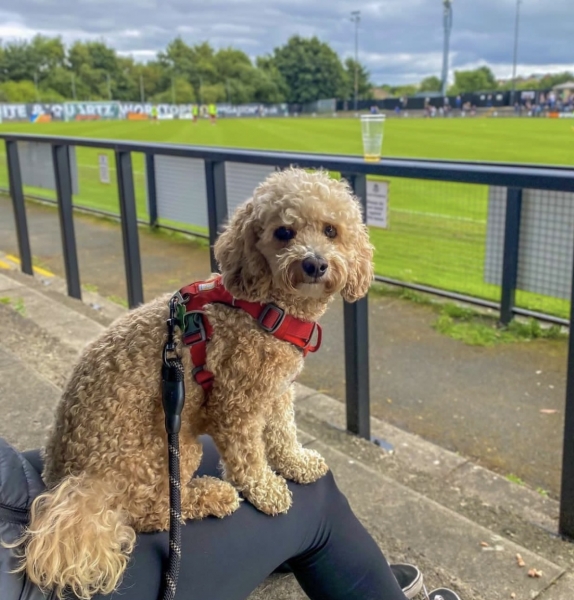 Собаки, песики, щенки – тоже болельщики! Эти лохматые фанаты из нон-лиг принесут нам в ленту чуть-чуть добра