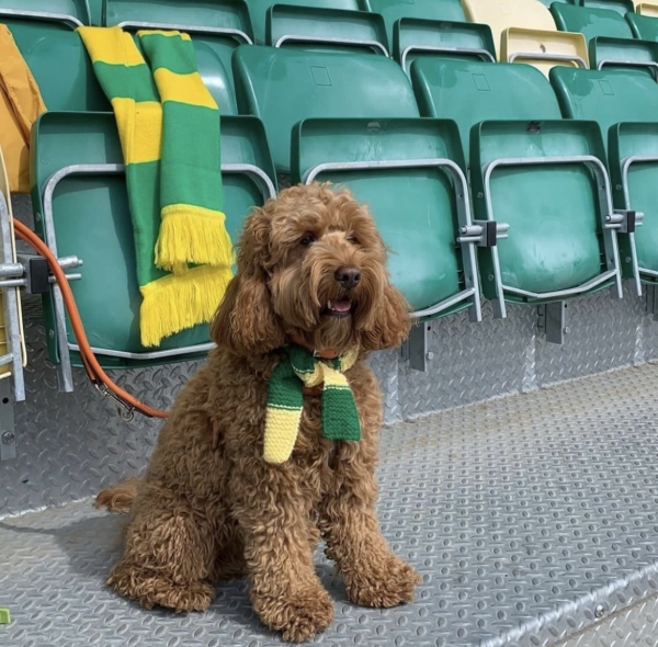 Собаки, песики, щенки – тоже болельщики! Эти лохматые фанаты из нон-лиг принесут нам в ленту чуть-чуть добра