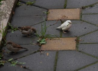 В Самаре фотограф снял редкого воробья-альбиноса