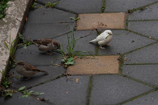 В Самаре фотограф снял редкого воробья-альбиноса