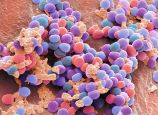 К вопросу о том, что такое стафилококк