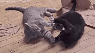 Котики рады вылету Бразилии! Гифки с ними &ndash;&nbsp;идеальные хайлайты четвертьфинала 🐈