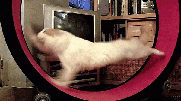 Котики рады вылету Бразилии! Гифки с ними &ndash;&nbsp;идеальные хайлайты четвертьфинала 🐈