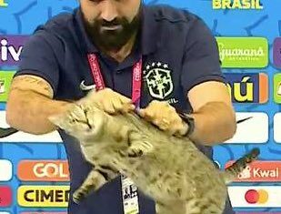 Котики рады вылету Бразилии! Гифки с ними – идеальные хайлайты четвертьфинала 🐈