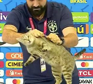 Котики рады вылету Бразилии! Гифки с ними &ndash;&nbsp;идеальные хайлайты четвертьфинала 🐈