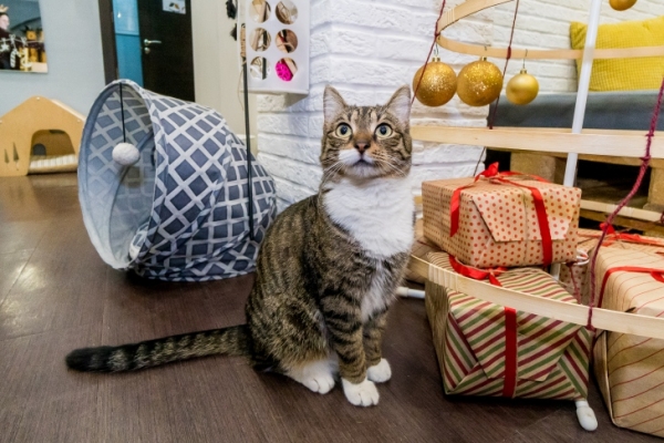 Лучший способ избавиться от мышей в квартире назвал биолог Яновский