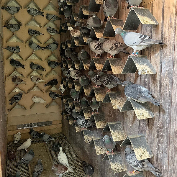 &laquo;Из 300 своих птиц могу узнать каждую и назвать номер&raquo;. Монолог хоккеиста ЦСКА о любви к голубям