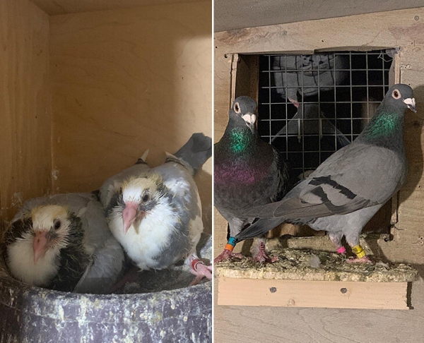 &laquo;Из 300 своих птиц могу узнать каждую и назвать номер&raquo;. Монолог хоккеиста ЦСКА о любви к голубям