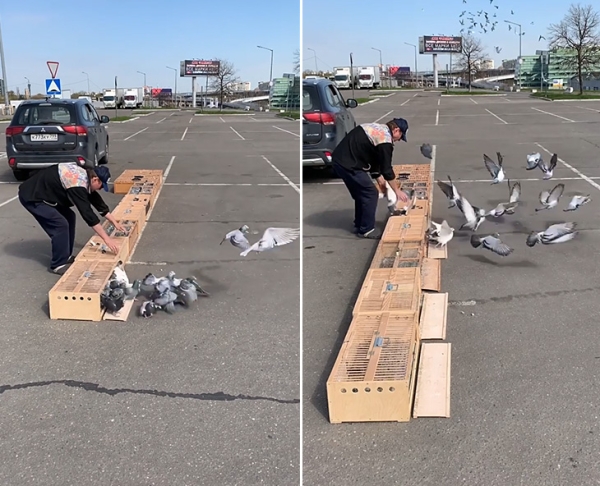 &laquo;Из 300 своих птиц могу узнать каждую и назвать номер&raquo;. Монолог хоккеиста ЦСКА о любви к голубям