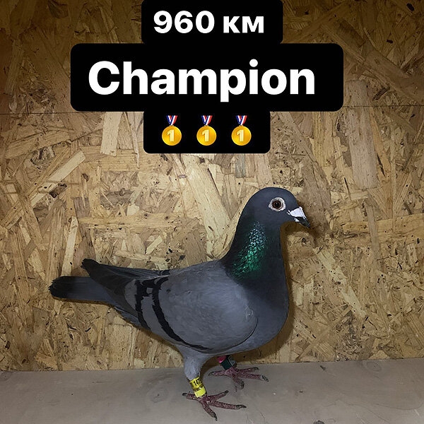 &laquo;Из 300 своих птиц могу узнать каждую и назвать номер&raquo;. Монолог хоккеиста ЦСКА о любви к голубям