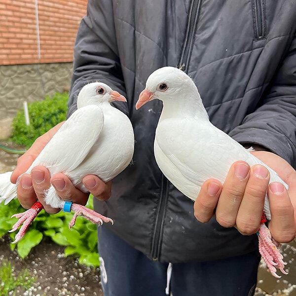 &laquo;Из 300 своих птиц могу узнать каждую и назвать номер&raquo;. Монолог хоккеиста ЦСКА о любви к голубям