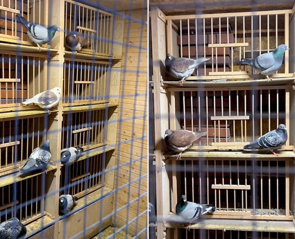 &laquo;Из 300 своих птиц могу узнать каждую и назвать номер&raquo;. Монолог хоккеиста ЦСКА о любви к голубям