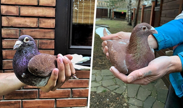 &laquo;Из 300 своих птиц могу узнать каждую и назвать номер&raquo;. Монолог хоккеиста ЦСКА о любви к голубям