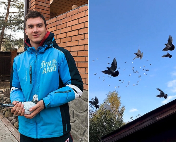 &laquo;Из 300 своих птиц могу узнать каждую и назвать номер&raquo;. Монолог хоккеиста ЦСКА о любви к голубям