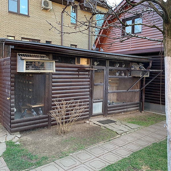 &laquo;Из 300 своих птиц могу узнать каждую и назвать номер&raquo;. Монолог хоккеиста ЦСКА о любви к голубям