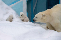 Штормовой ветер надвигается на Новосибирск – экстренное предупреждение