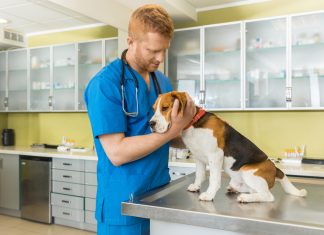 Удобство вызова ветеринара на дом