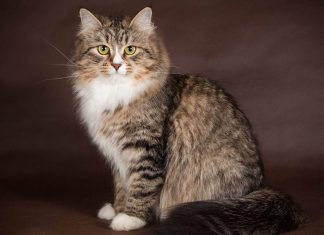 Сибирские кошки традиционного окраса — чем они славятся?