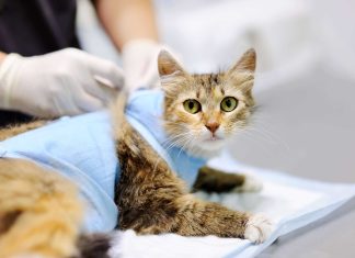 Стерилизация кошки проколом — быстрый и безопасный метод