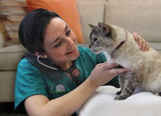 С какими заболеваниями чаще всего вызывают ветеринара на дом