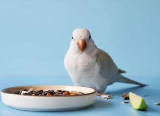 Корма и лакомства для птиц: как порадовать пернатых