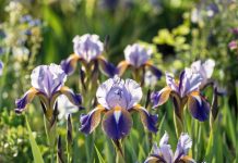 Обрезка ирисов осенью: нужна ли она и как правильно её провести