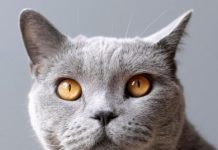 Как мобильная диагностика меняет ветеринарию: скрытый потенциал портативного ультразвука freepik.com