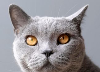 Как мобильная диагностика меняет ветеринарию: скрытый потенциал портативного ультразвука freepik.com