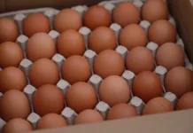 Economist: британские фермеры недовольны ростом импорта яиц с Украины