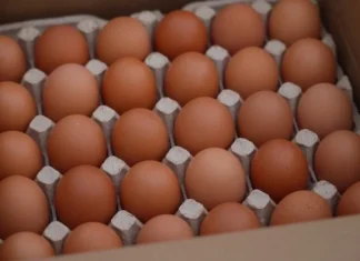 Economist: британские фермеры недовольны ростом импорта яиц с Украины