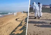 Пляжи Анапы продолжают очищать от мазута: что ждет туристов в начале сезона