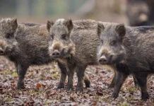 Радиоактивные кабаны остаются проблемой в Германии спустя 40 лет