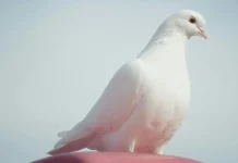 Старейший в мире голубь умер в 44 года
