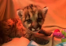 Трехнедельного детеныша пумы спасли в горах США