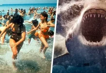 Турист остался без ноги на Мальдивах после нападения акулы